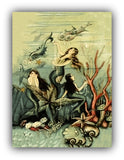 Mermaid collection